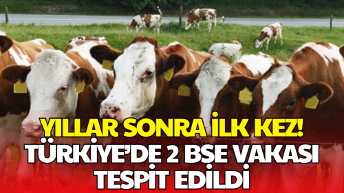 Türkiye’de Yıllar Sonra Deli Dana Vakası Tespit Edildi